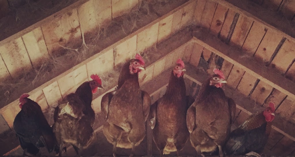 Harmony Meadow Farm | 3130 Garfield Rd, Belfast, PE C0A 1A0, Canada | Phone: (902) 659-2550