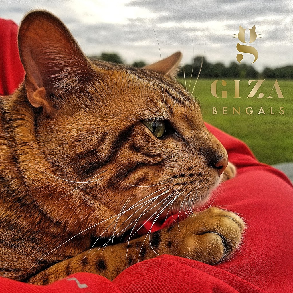 Gizabengals | 1353 Avenue de la Montagne O, Québec, QC G3K 1W2, Canada | Phone: (819) 360-4252