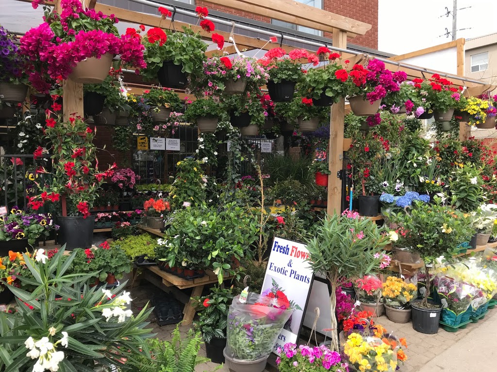 Truspeers Garden & Florist | 36 Scarlett Rd, York, ON M6N 4K1, Canada | Phone: (647) 436-9900