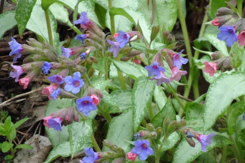 Sunshine Coast Botanical Garden Society | 5941 Mason Rd, Sechelt, BC V0N 3A8, Canada | Phone: (604) 740-3969