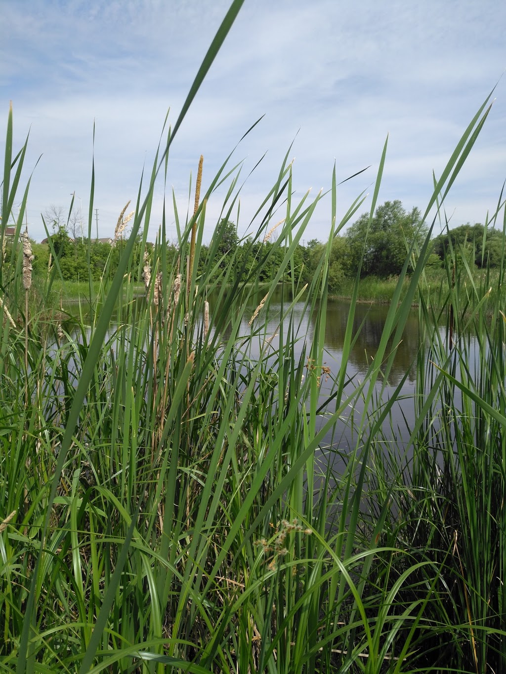 Chapman Mills Conservation Area | 253 Winding Way, Nepean, ON K2C 3H1, Canada | Phone: (613) 692-3571