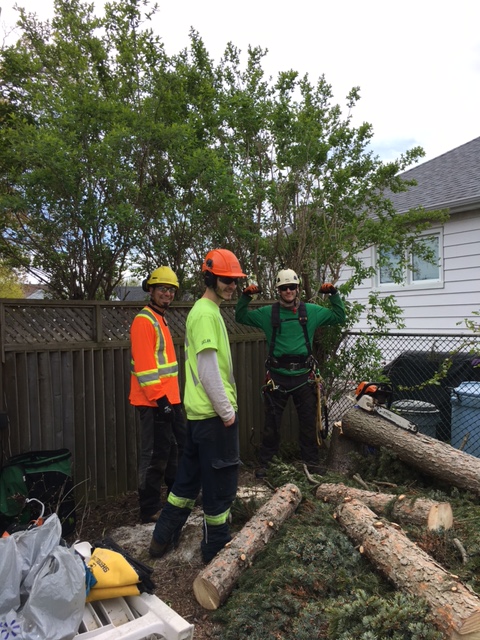 Skylark Tree Care Inc. | 1185 Ridgecrest Ave, Oshawa, ON L1H 1V5, Canada | Phone: (289) 992-9509