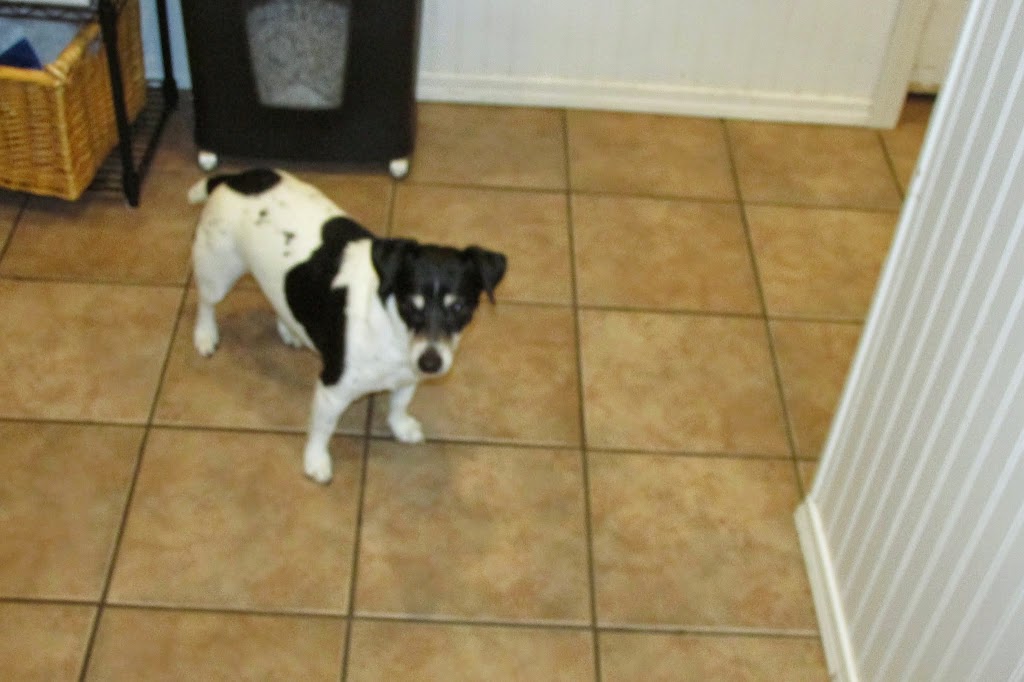 Clayburn Pet Hospital | 35060 Clayburn Rd, Abbotsford, BC V2S 7Z2, Canada | Phone: (604) 853-4411