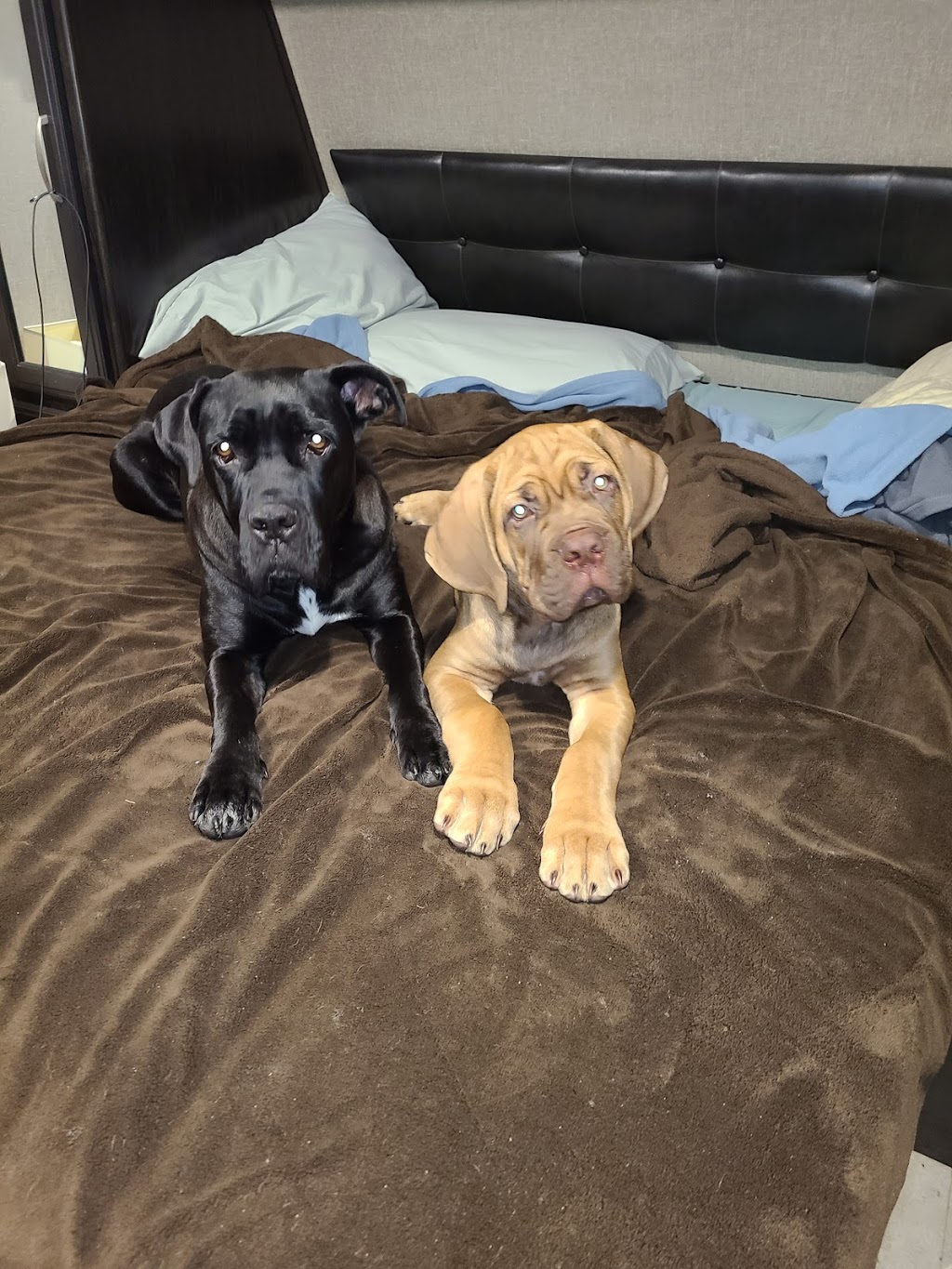 Animal Magic Pet Resort & Spa | 1004 Bellevue Rd, Parksville, BC V9P 2C2, Canada | Phone: (250) 248-8700
