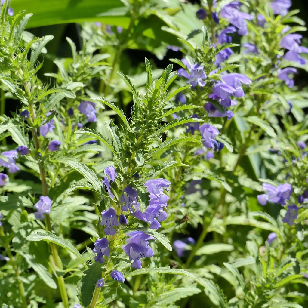 Les Jardins de lécoumène | 2855 Chemin de lÉcoumène, Saint-Damien, QC J0K 2E0, Canada | Phone: (450) 835-1149