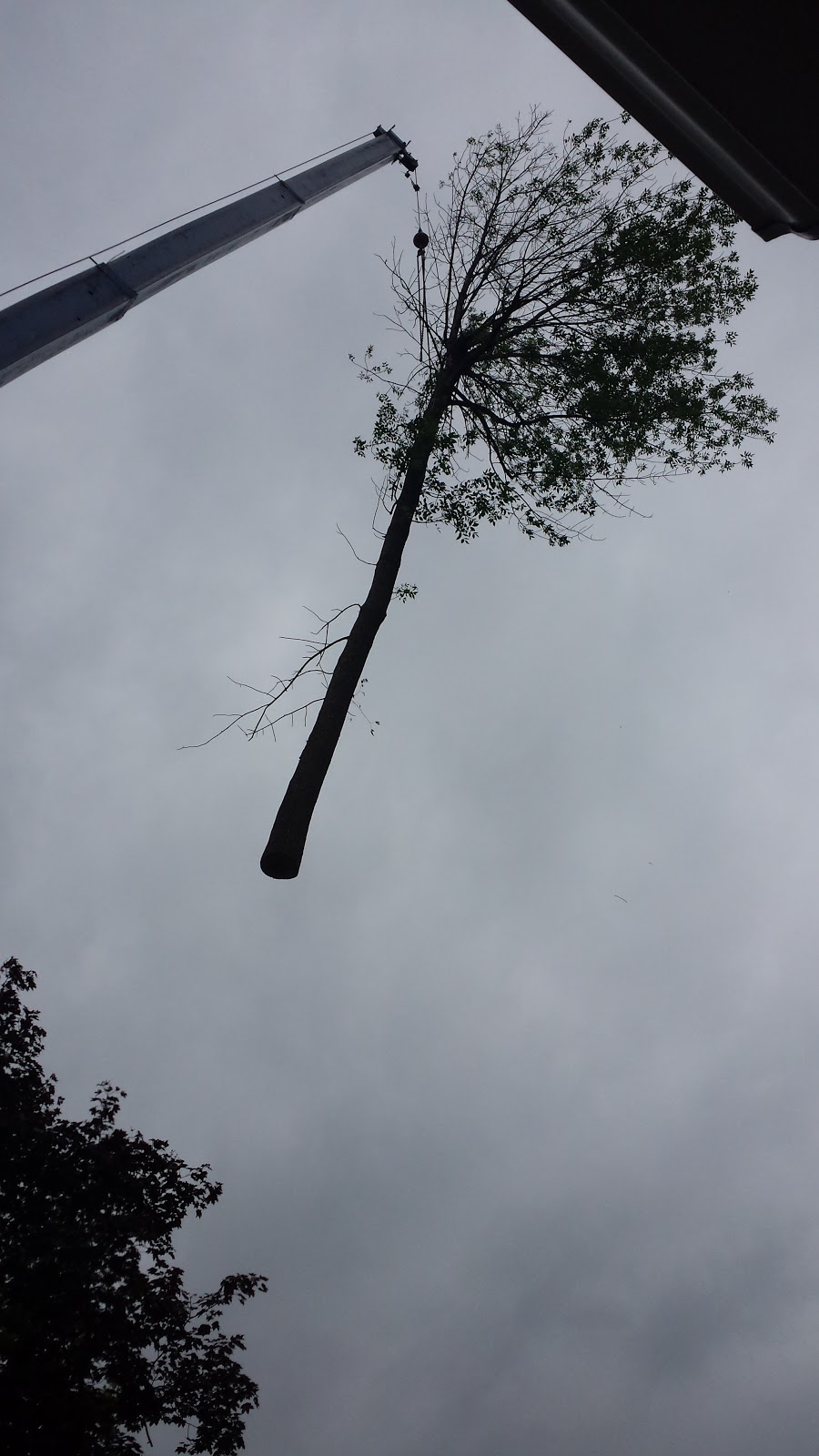 Greely Tree Services | 7022 Donwel Dr, Greely, ON K4P 1B9, Canada | Phone: (613) 574-0247