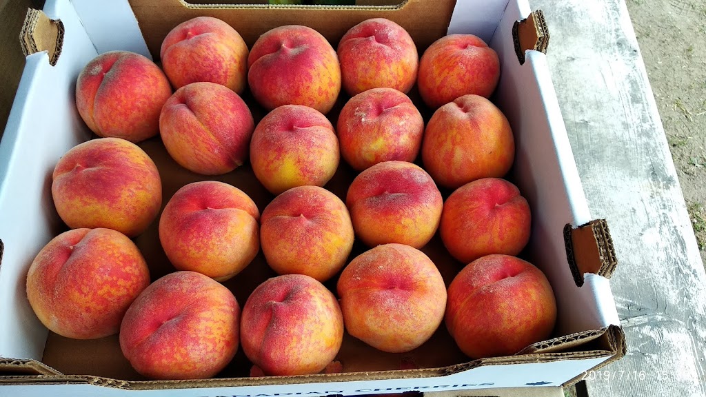 Hillside Orchards | 400-498 310th Ave, Osoyoos, BC V0H 1V5, Canada | Phone: (250) 485-7180