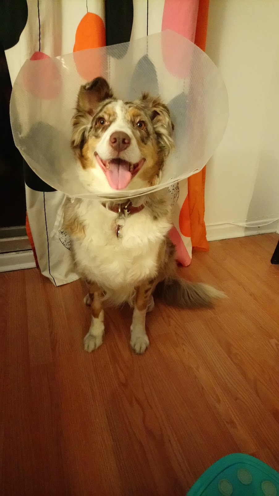 Veterinary Clinic Montérégie | 6000 Chemin de Chambly, Saint-Hubert, QC J3Y 6W9, Canada | Phone: (450) 443-0893