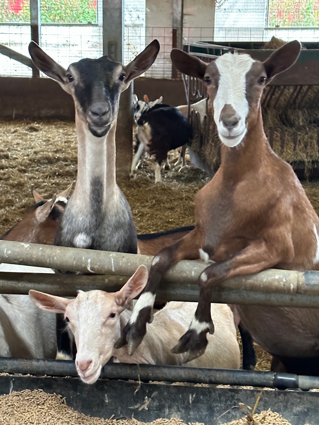Donkers Family Farm | 9340 Mill Rd, Shedden, ON N0L 2E0, Canada | Phone: (519) 280-3276
