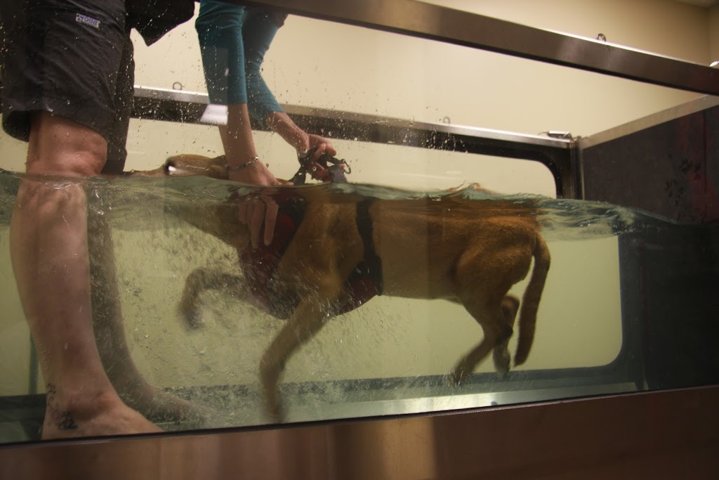 Animal 911 Hopital Veterinaire | 11400 Boul Gouin O, Roxboro, QC H8Y 1X8, Canada | Phone: (514) 685-8387