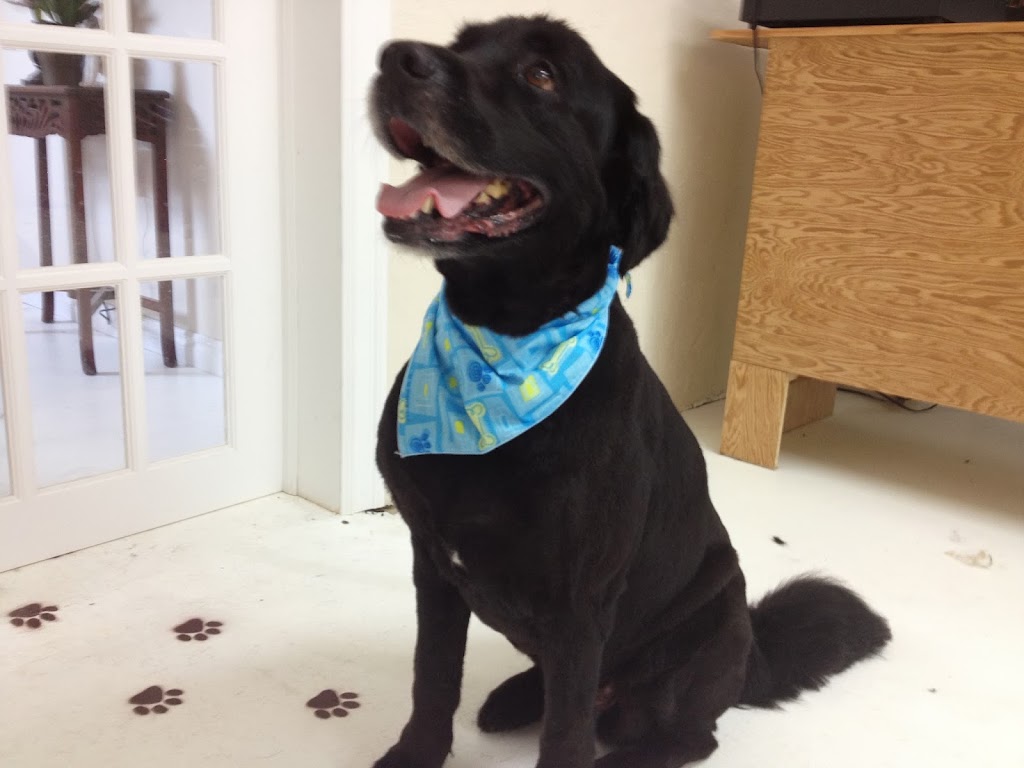 Four Muddy Paws Grooming | 1575 NS-325, Chelsea, NS B4V 7L6, Canada | Phone: (902) 685-3374