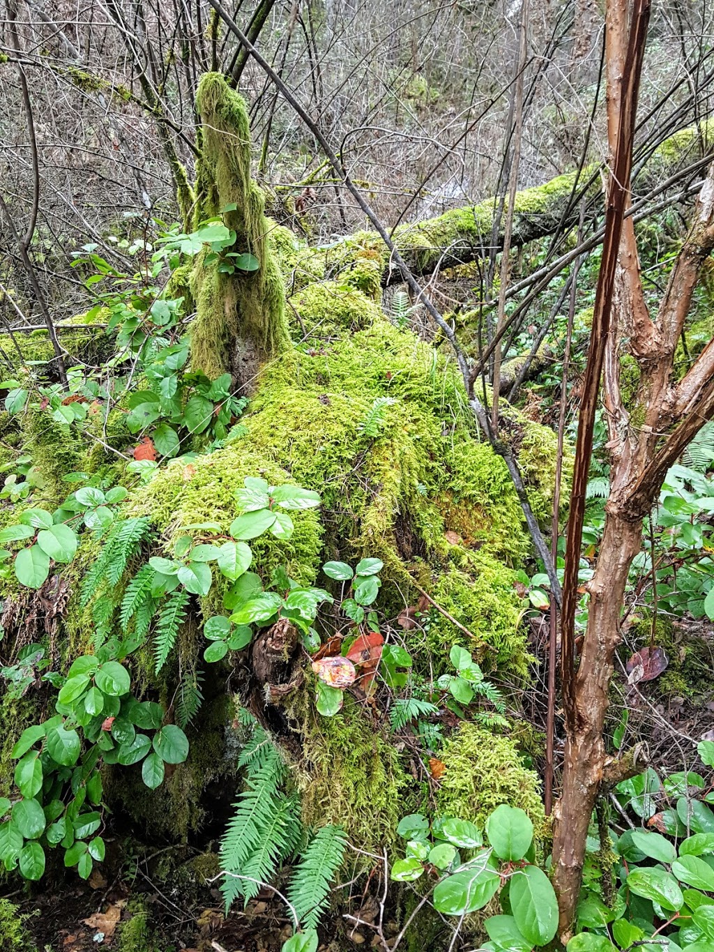 McKenzie Bight Trailhead | 54-98 Ross Durrance Rd, Victoria, BC V9E 2A3, Canada