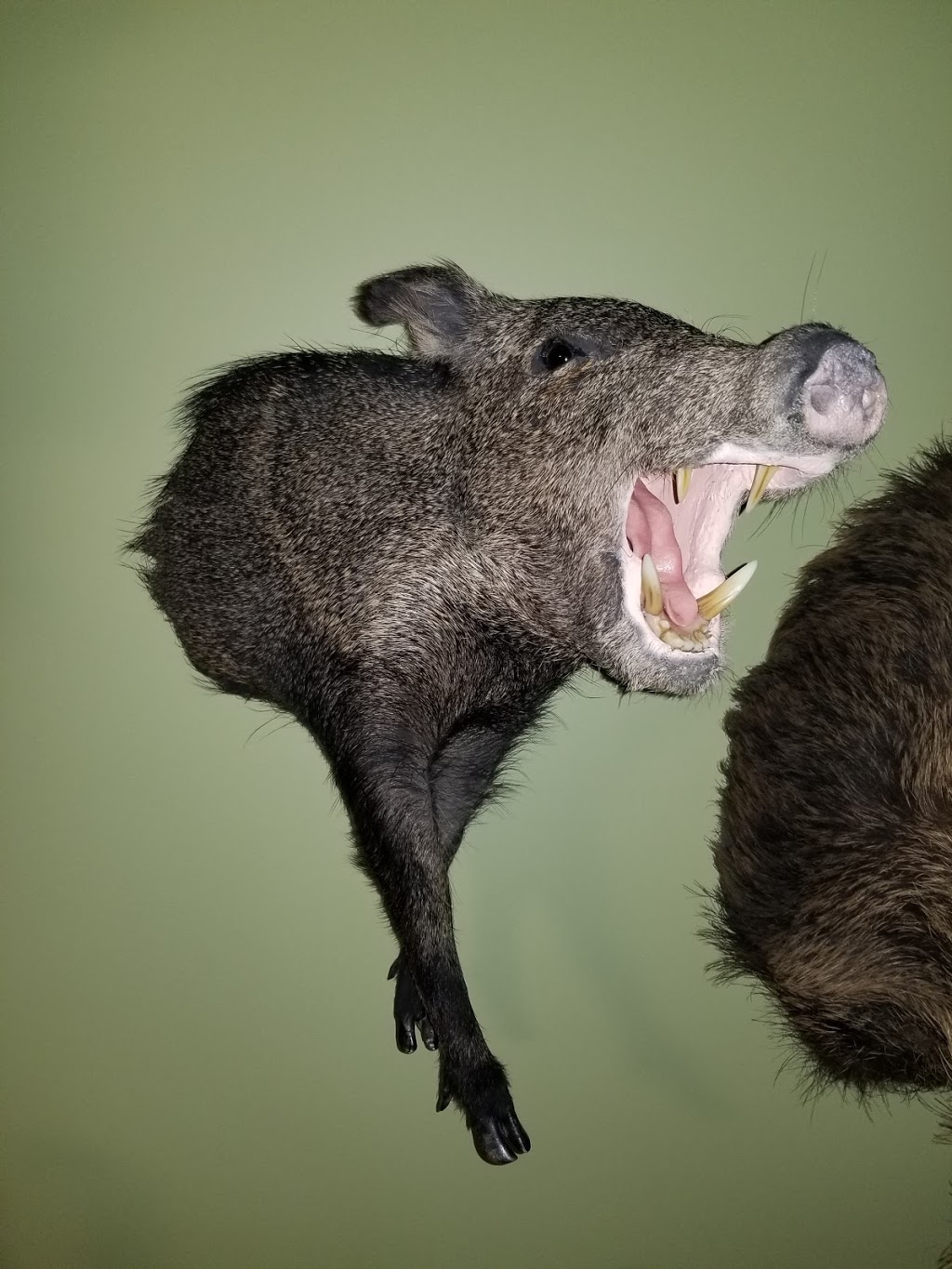 Dulchis Mortem Taxidermy and Restoration | 8180 Barnett St, Mission, BC V2V 7C7, Canada | Phone: (604) 832-8847
