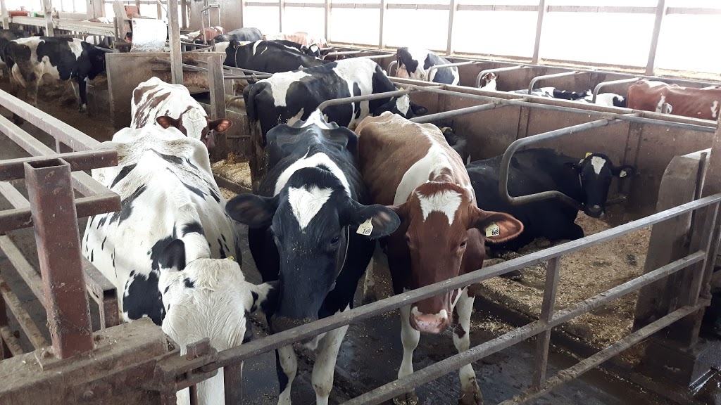Diemertdale Barn | 181775 12 Conc, Ayton, ON N0G 1C0, Canada | Phone: (519) 665-2077