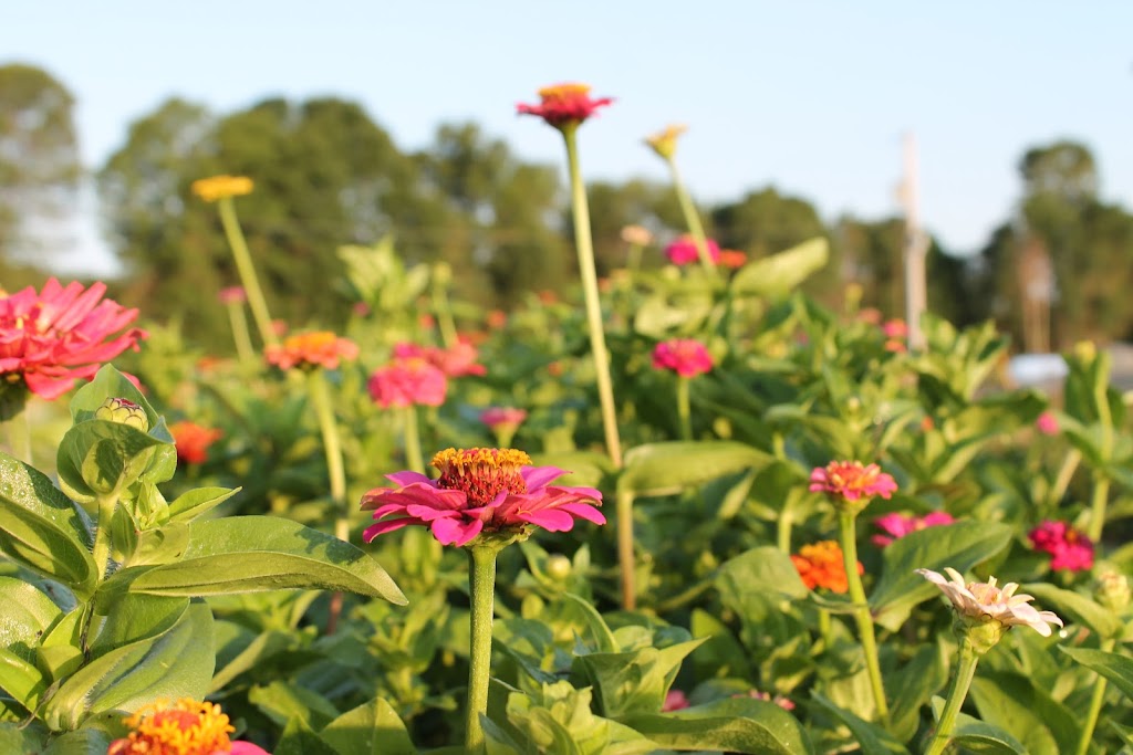 Whites Creek Flower Farm | 1125 Concession Rd 7, Beaverton, ON L0K 1A0, Canada | Phone: (705) 928-2910