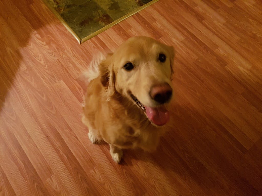 Not Home Alone Pet Services | 39 Porter Rd, Nanaimo, BC V9X 1B8, Canada | Phone: (250) 802-6614
