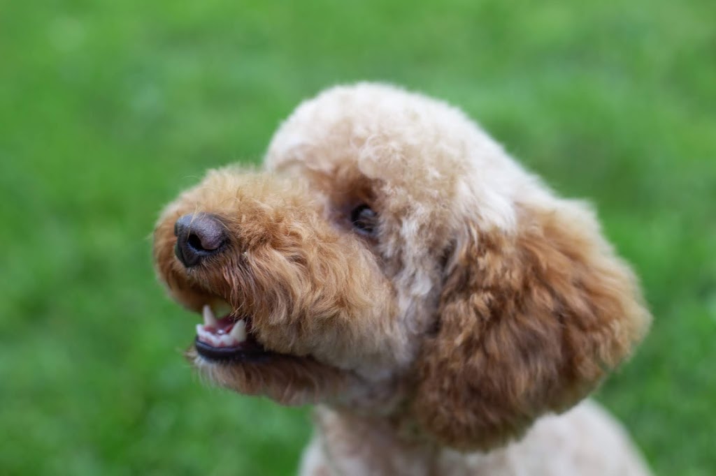 Paris and Company Professional Dog Grooming | 1144 Courtland Ave E, Kitchener, ON N2C 2H5, Canada | Phone: (519) 584-7387