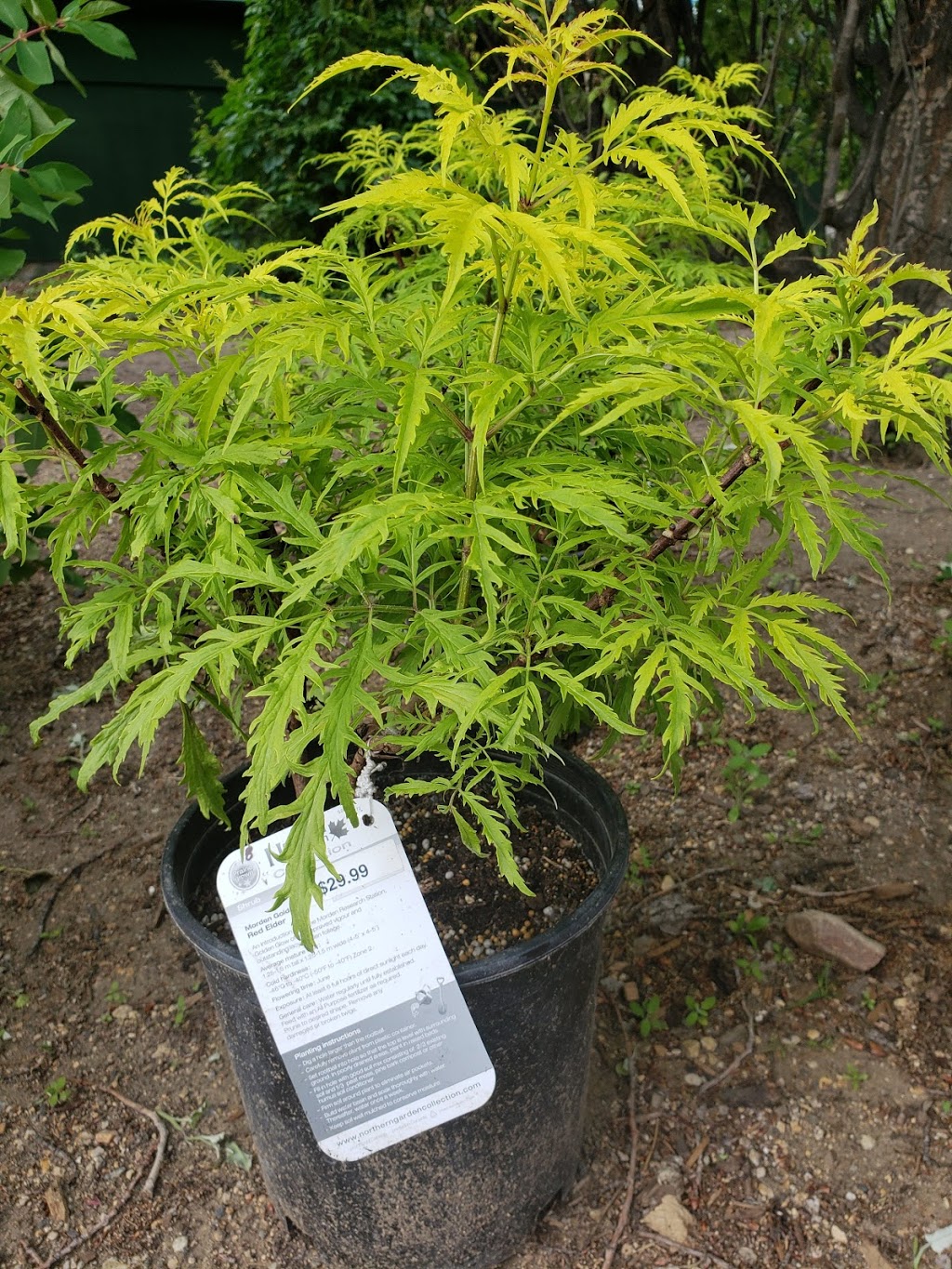 Mother Earth Greenhouses | Daisy Lane South, Clavet, SK S0K 0Y0, Canada | Phone: (306) 931-4133