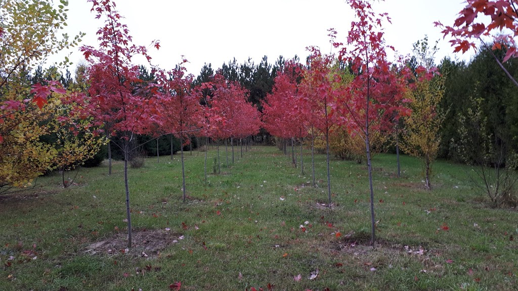 Triple J Tree Farm Inc | 938413 Airport Rd, Glencairn, ON L0M 1K0, Canada | Phone: (705) 466-2977
