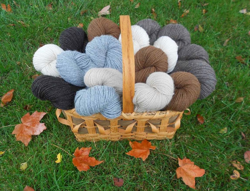 Ziraldo Alpacas | 21370 Fairview Rd, Thorndale, ON N0M 2P0, Canada | Phone: (519) 461-1582