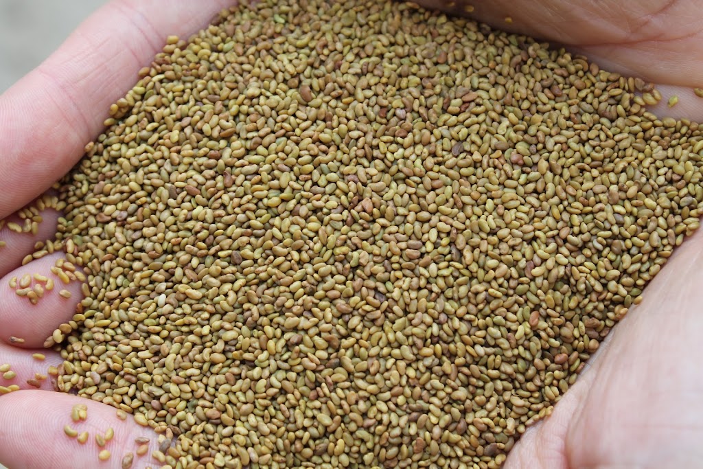 Ram River Forage Seeds | 143051a, Range Rd 184, Enchant, AB T0K 0V0, Canada | Phone: (403) 634-1643