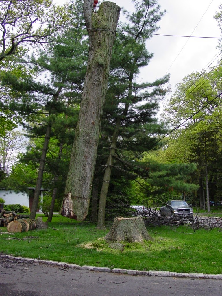 Glenwood Tree Service Inc. | 663 Winston Churchill Blvd, Mississauga, ON L5J 4P9, Canada | Phone: (905) 855-8711