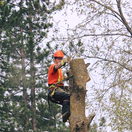 Quality Tree Service | 43 Alice St, Acton, ON L7J 2A9, Canada | Phone: (905) 873-6982