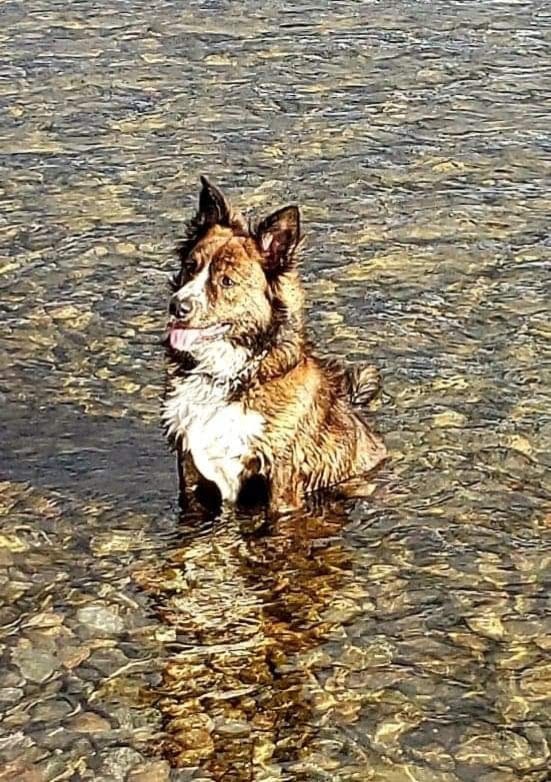 Bosleys by Pet Valu | 251 Green Ave W #106, Penticton, BC V2A 7J8, Canada | Phone: (250) 770-8709