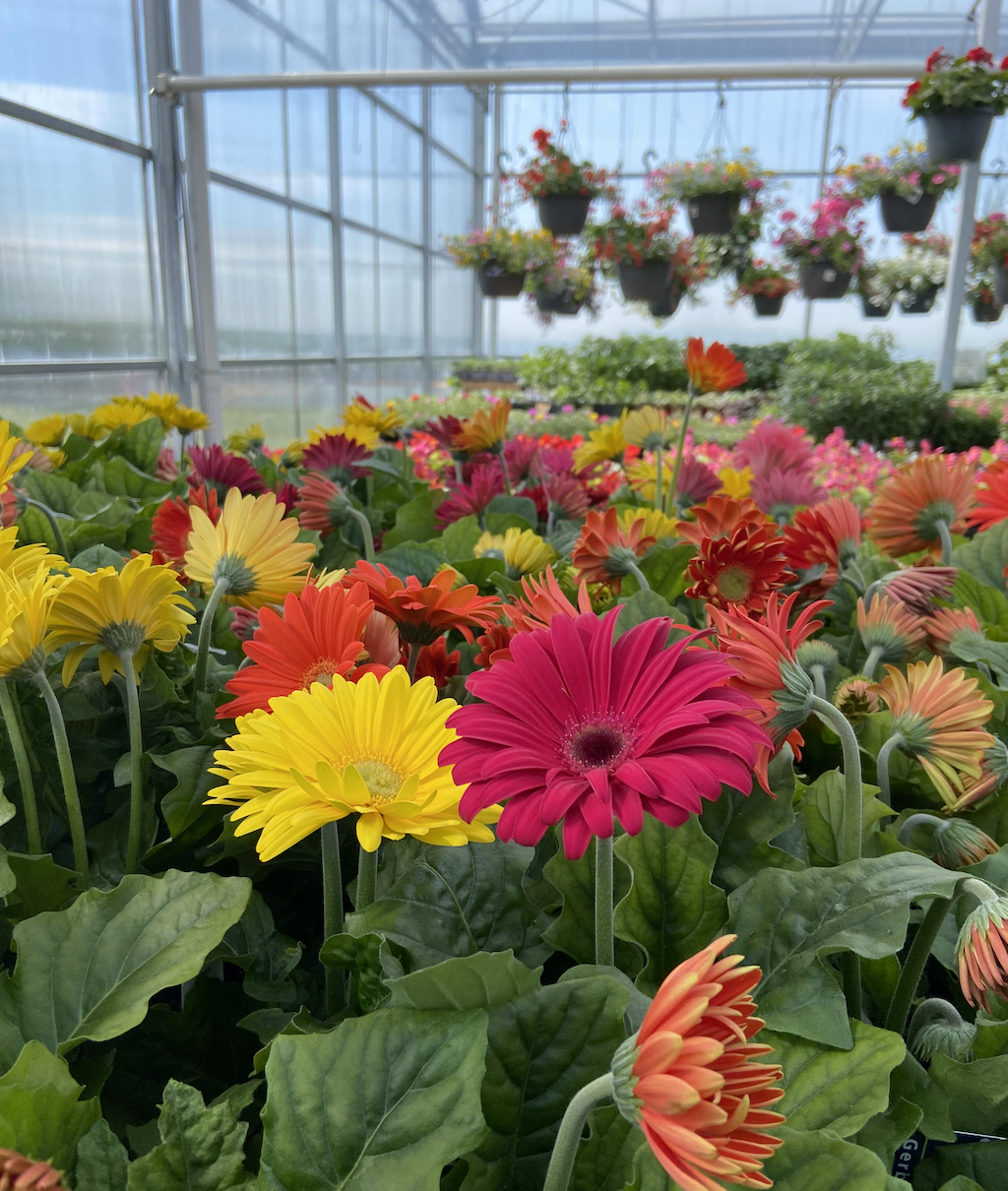 Mike and Loris Garden | 15617 County Rd 2, Brighton, ON K0K 1H0, Canada | Phone: (613) 439-8838