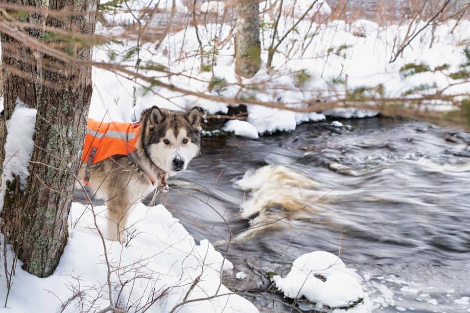 NovaMal Alaskan Malamutes | 12 Atlantic View Dr, Lawrencetown, NS B2Z 1R4, Canada | Phone: (902) 441-1981