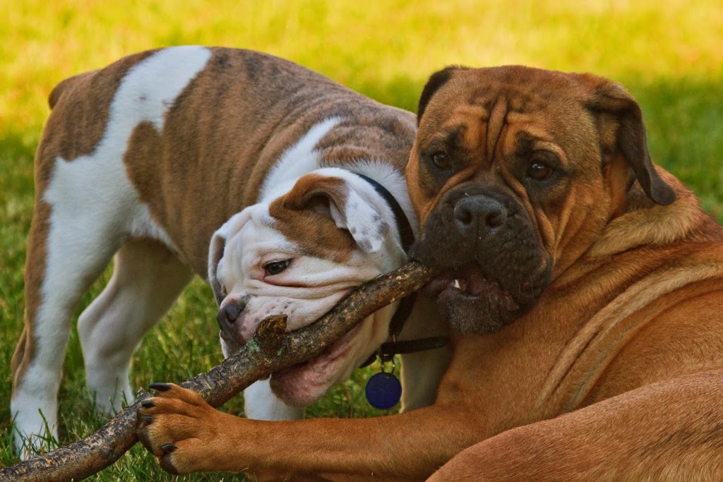 Walkin the Dog | Whitby, ON L1N 6M9, Canada | Phone: (416) 930-4323