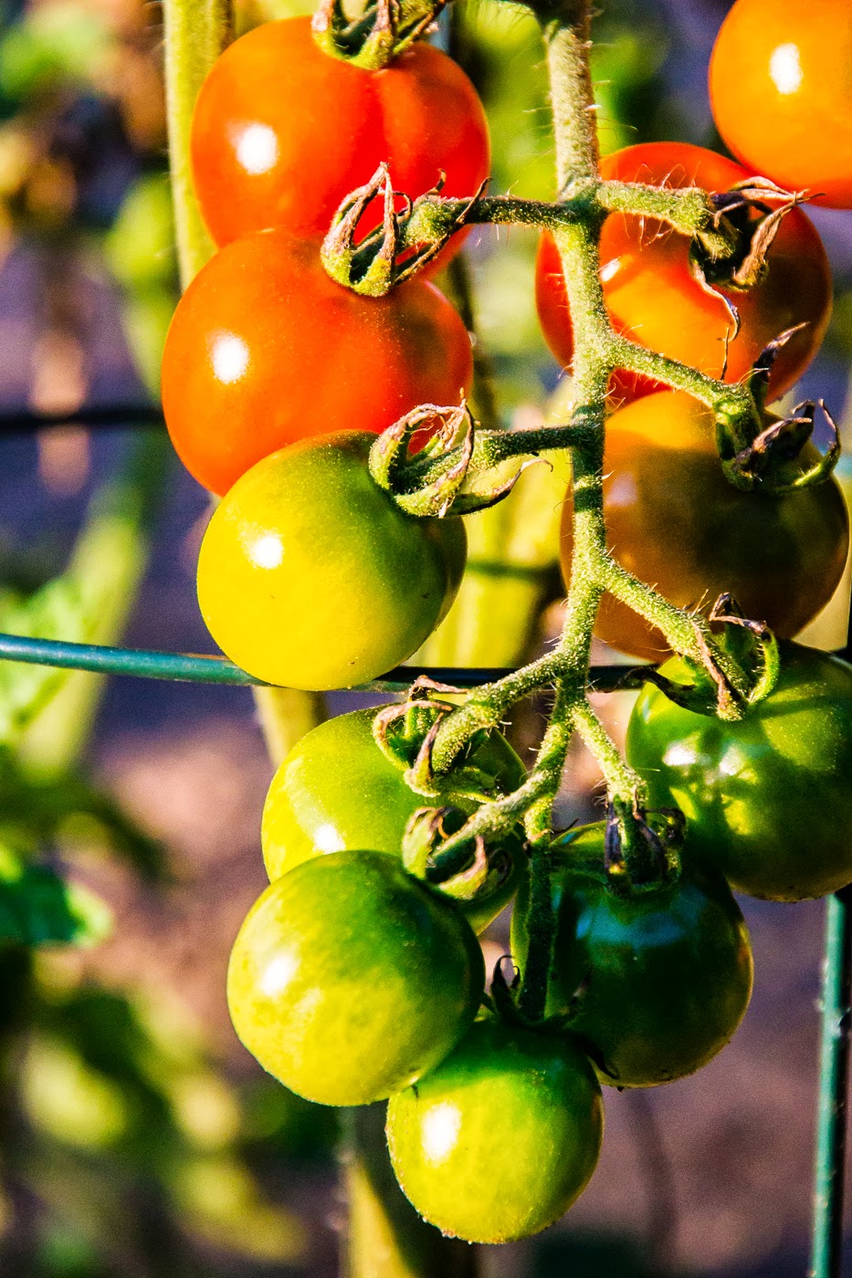 Riverside South Community Garden | Spratt Rd, Gloucester, ON K4M 0E2, Canada | Phone: (613) 822-3079