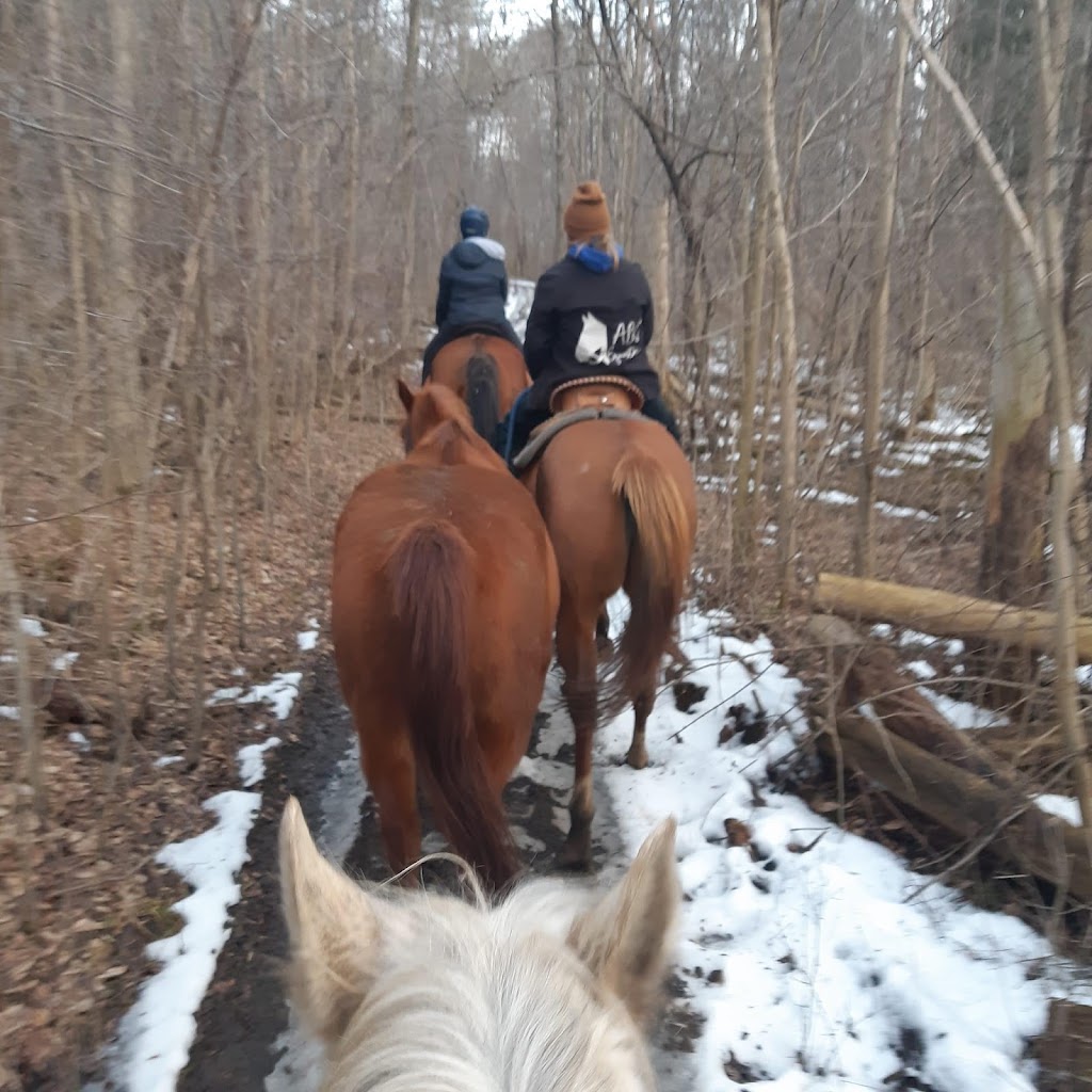 ABC Equestrian | 524239 Curry Rd, Ingersoll, ON N5C 3J8, Canada | Phone: (519) 709-1439