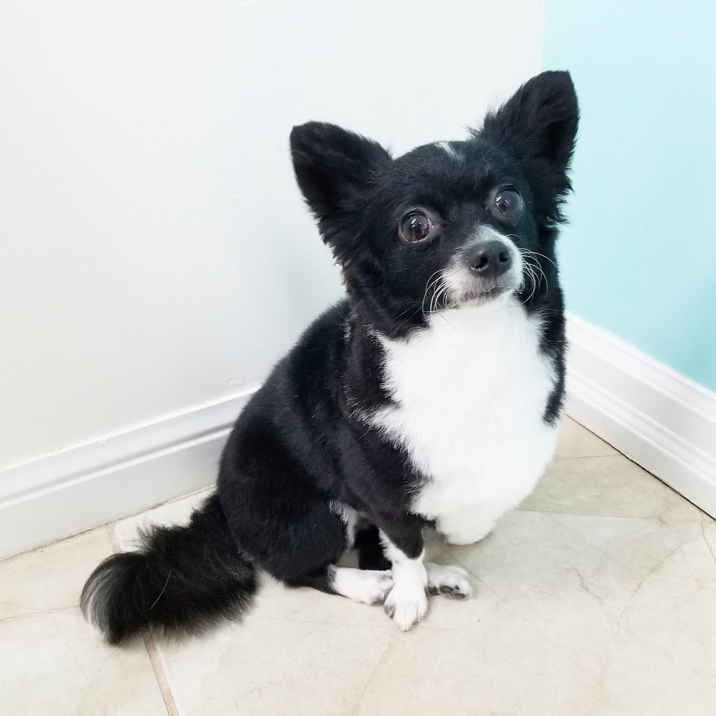 Poochies Paradise Spa | 2713 Bur Oak Ave Unit 2, Markham, ON L6B 1K7, Canada | Phone: (905) 910-1022