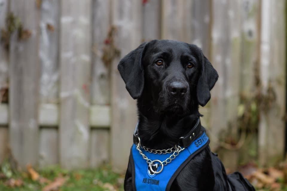K9 Storm Inc. | 620 Nairn Ave, Winnipeg, MB R2L 0X3, Canada | Phone: (204) 669-8199