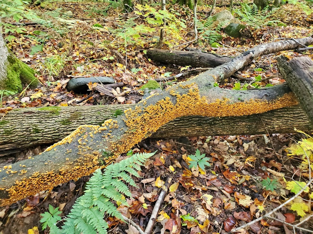 Hope Bay Forest Provincial Park | Lions Head, ON N0H 1W0, Canada | Phone: (519) 389-9056