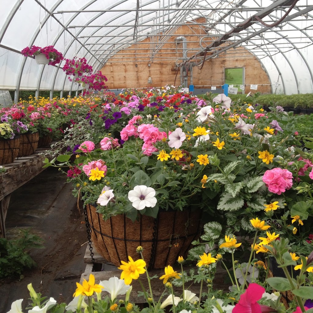 Les Serres Bourgeon Greenhouses | 916 Ch des Érables, Alcove, QC J0X 1A0, Canada | Phone: (819) 230-9897