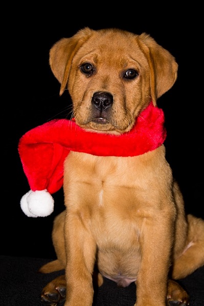 Breukhaven Labradors | Jarvis, ON N0A 1J0, Canada | Phone: (519) 909-8365