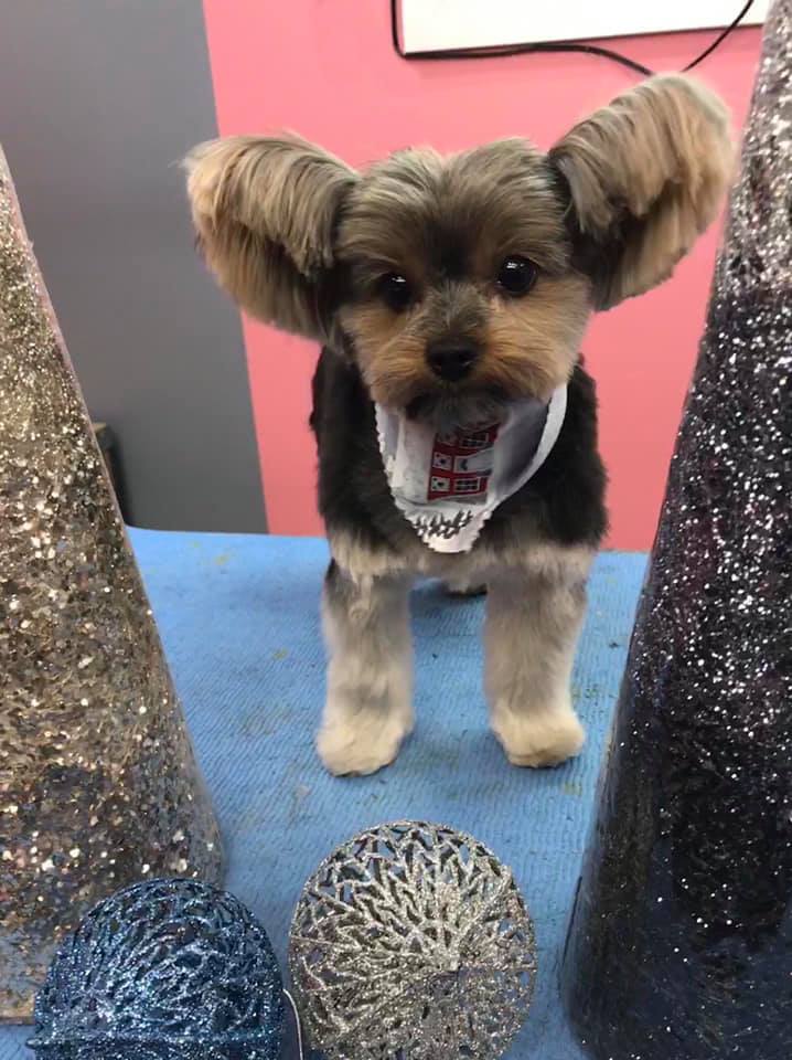 Mystic Pawz Dog Grooming | Midnapore, Calgary, AB T2X 1C7, Canada | Phone: (403) 251-7297