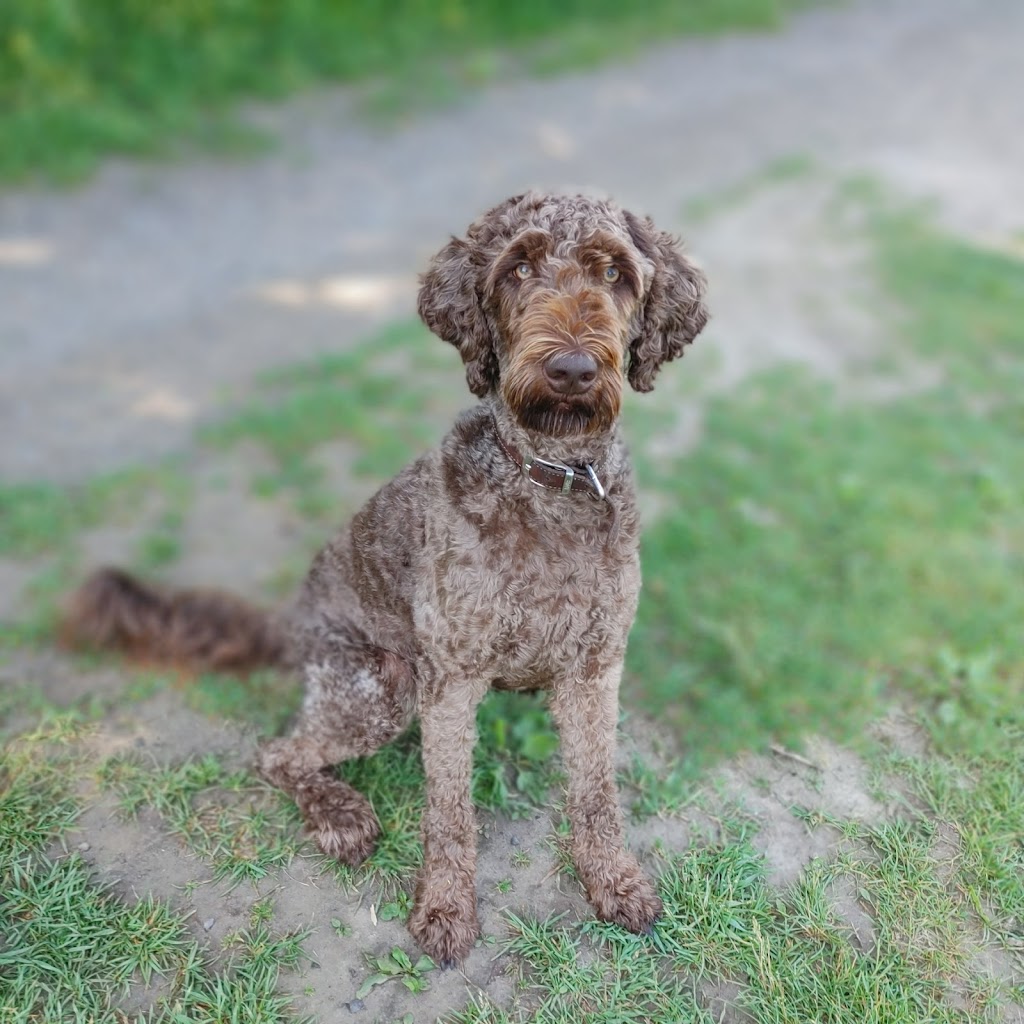 C J Dogwalkers | 77 Arlington Ave, Oshawa, ON L1G 2N5, Canada | Phone: (289) 675-1760