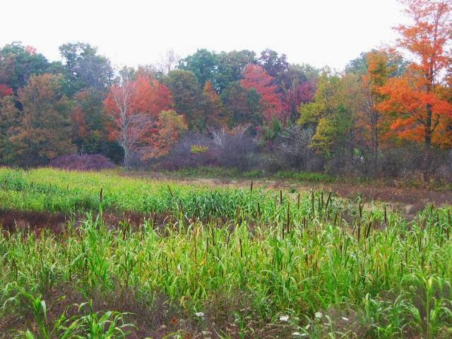Ruffwood Game Farm | 535 Concession 1 Rd S, Cayuga, ON N0A 1E0, Canada | Phone: (905) 772-7230