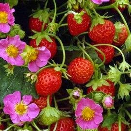 Pépinière Jean Gagné | 19 Rue Langlois, Saint-Lambert-de-Lauzon, QC G0S 2W0, Canada | Phone: (418) 889-9161