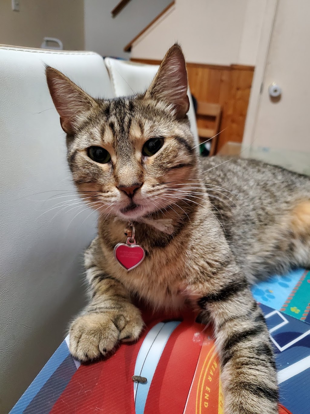 Ottawa Humane Society | 245 W Hunt Club Rd, Nepean, ON K2E 1A6, Canada | Phone: (613) 725-3166