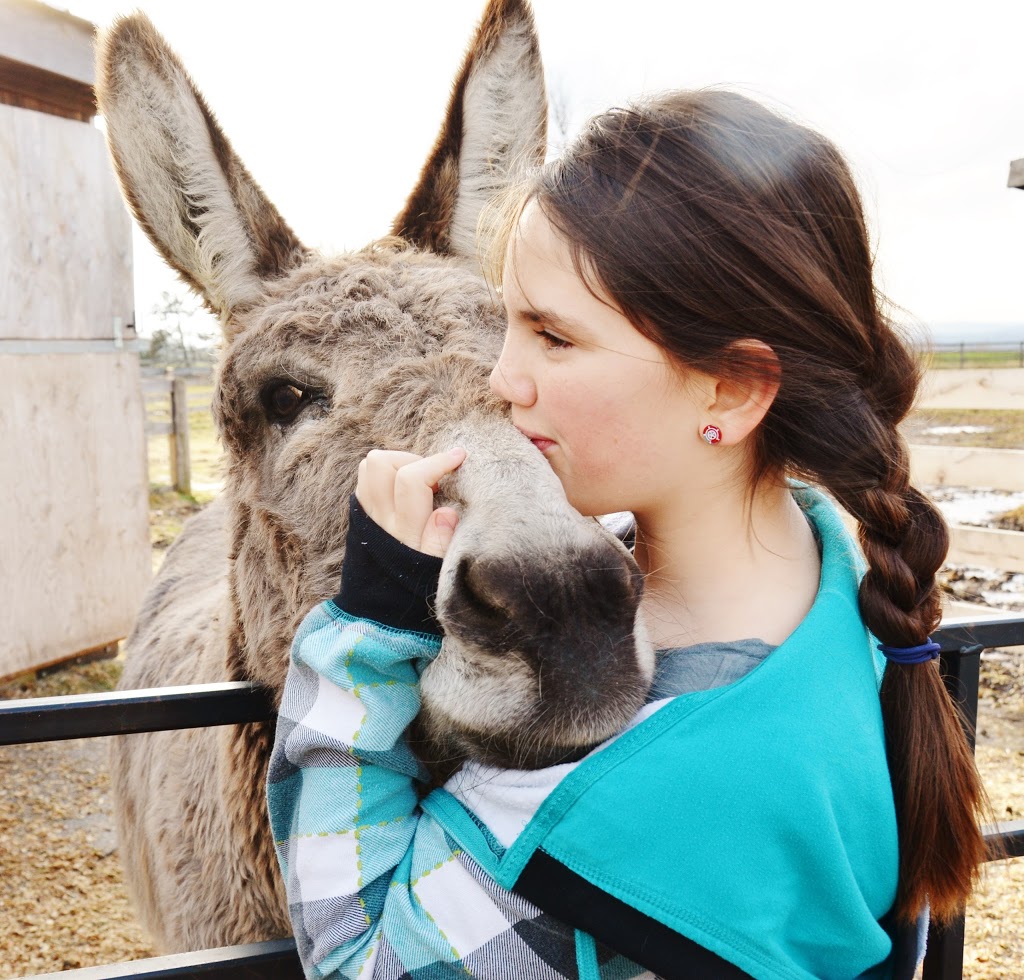 Story Book Meadows Equine Assisted Learning Center & Horse Thera | 8058 Adjala 20 Sideroad, Loretto, ON L0G 1L0, Canada | Phone: (705) 716-7971