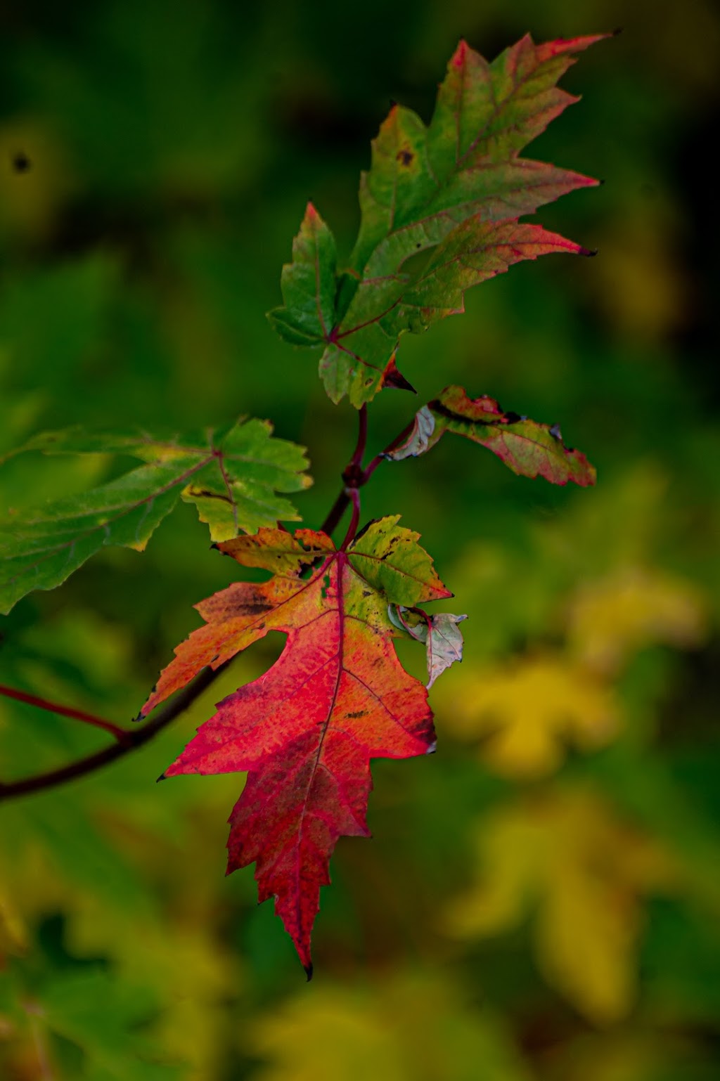 MLphotography.ca | 7 Carleton Trail, Beeton, ON L0G 1A0, Canada | Phone: (289) 307-8750
