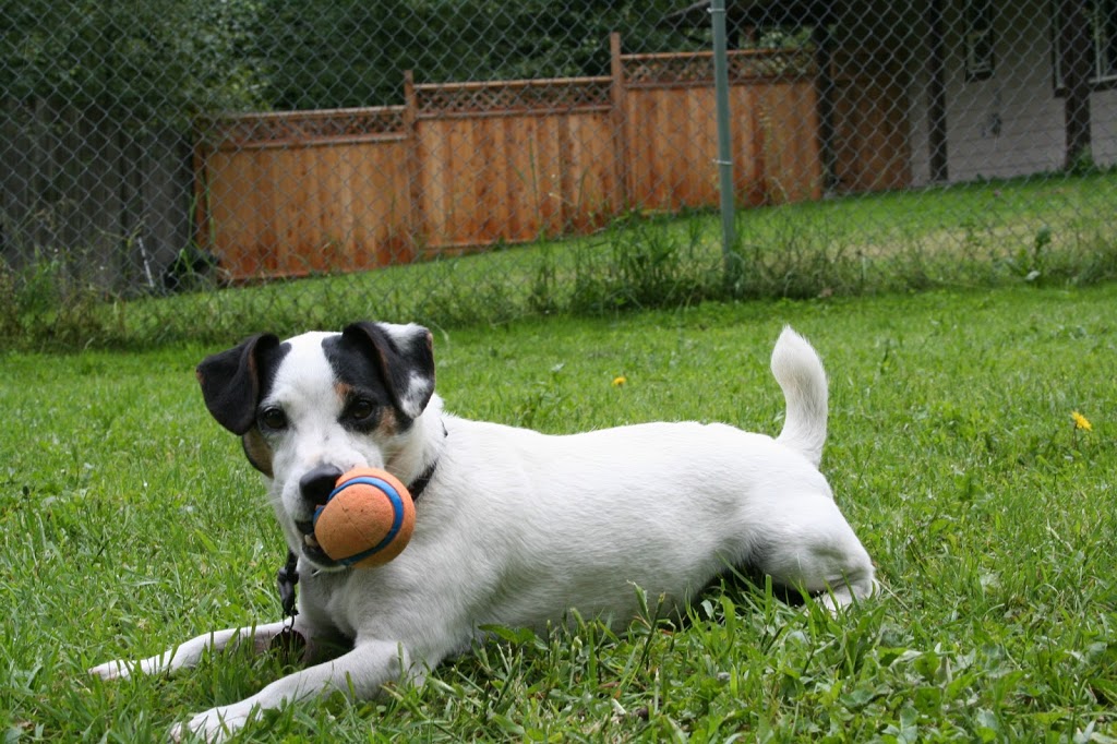 Ruff Stuff Dog Services | 1730 Vernon Dr, Vancouver, BC V6A 3T8, Canada | Phone: (604) 877-8075
