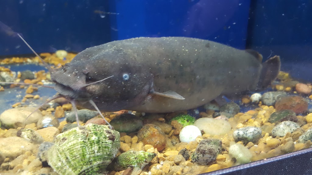 Tropical Fish Room Ltd | 166 Grand River Ave, Brantford, ON N3T 4X6, Canada | Phone: (519) 756-6225