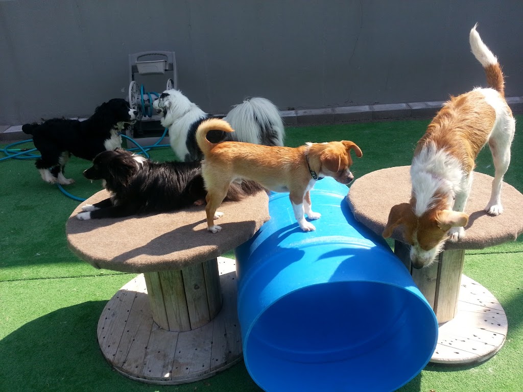 Wag Canine Recreation Centre | 10 Lawrence St, Amherst, NS B4H 3G5, Canada | Phone: (902) 660-9244