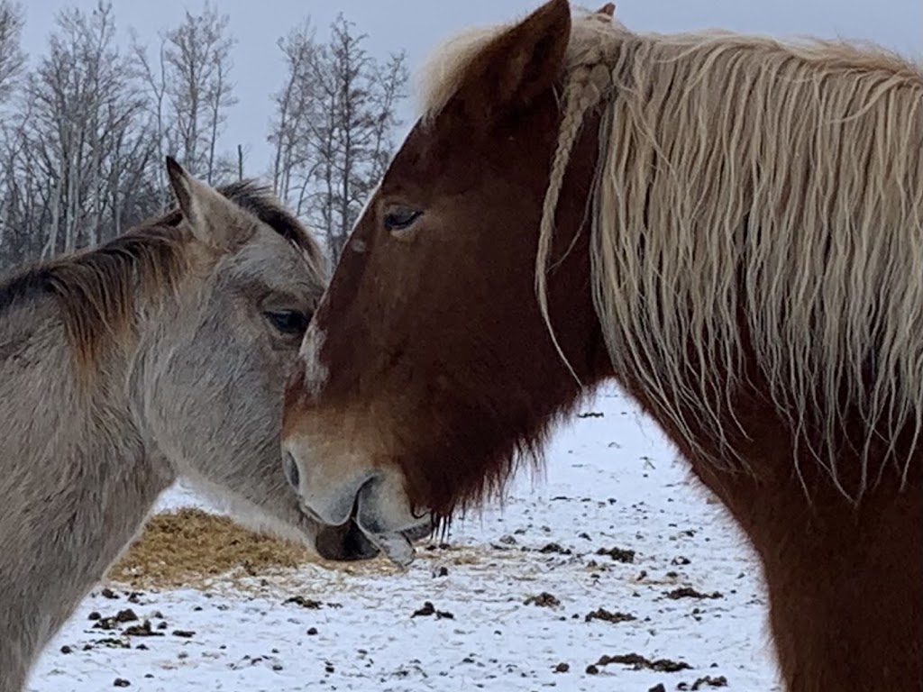 Cloud 9 Equine Therapy | 31061 Ekron Rd 37E, Sarto, MB R0A 0R0, Canada | Phone: (204) 392-6308