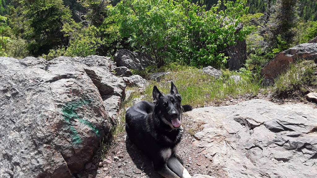 April Saulniers Dog Training | 45 Chem. Saulnier, Notre-Dame, NB E4V 2L4, Canada | Phone: (506) 962-5745